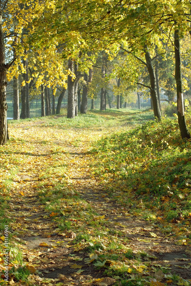 Obraz premium Autumn landscape