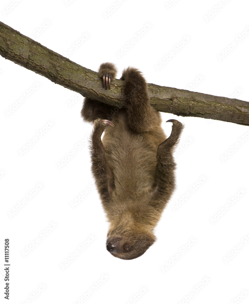 Obraz premium baby Two-toed sloth (4 months) - Choloepus didactylus