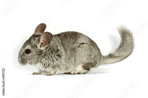 chinchilla