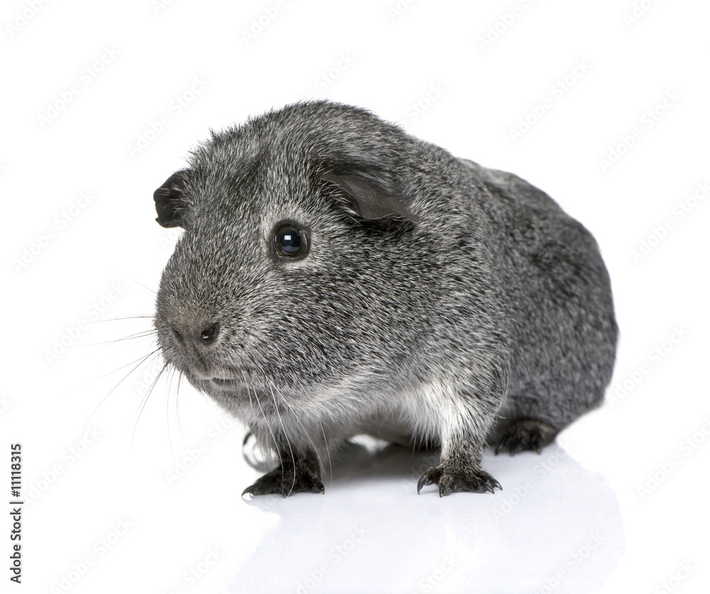 Fototapeta premium guinea pig (3 years)