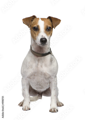 Jack russell (2 years) © Eric Isselée