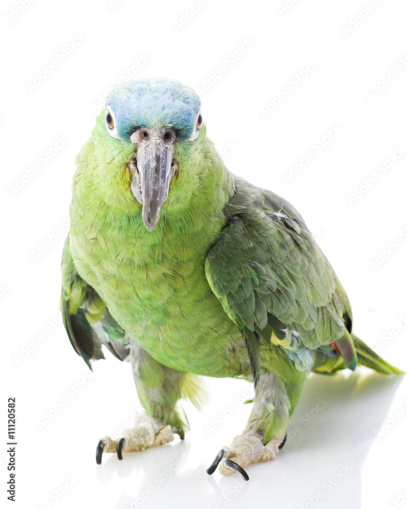 Blue-naped Amazon Parrot