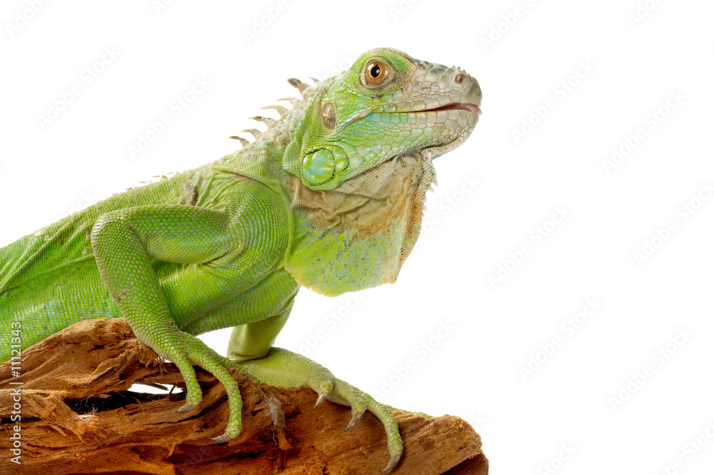 Obraz premium iguana