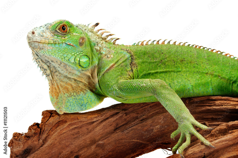 Naklejka premium iguana