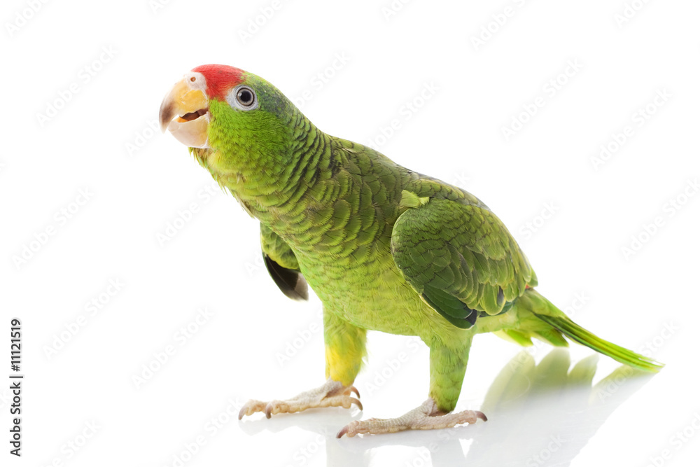 Fototapeta premium Mexican Red-headed Amazon Parrot