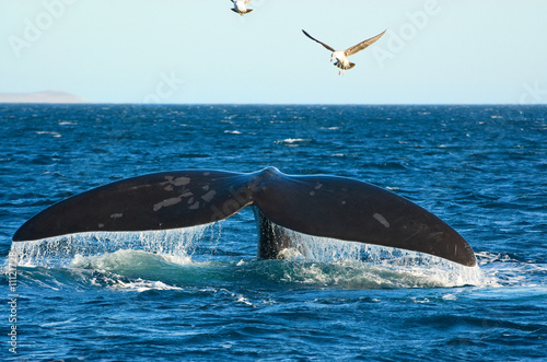 Southern Right whale in Patagonia, Argentina.