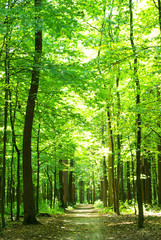 Deken met foto Bosweg Weelderig groen bos met dicht bladerdak  © Alekss