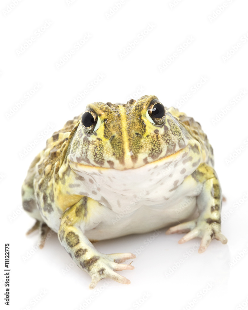 Naklejka premium African Bullfrog/Pixie Frog