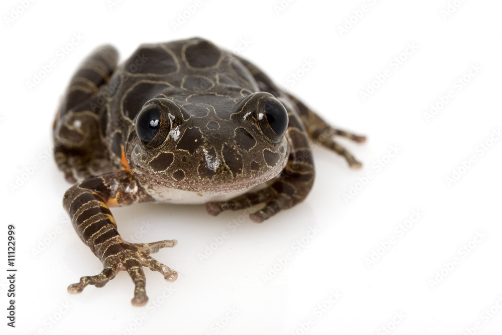 Obraz premium Tiger Leg Monkey Tree Frog