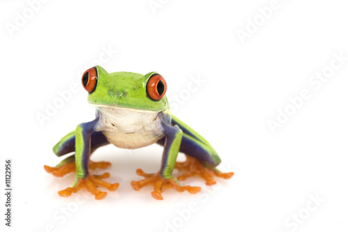 Red-eyed Tree Frog (Agalychnis callidryas)