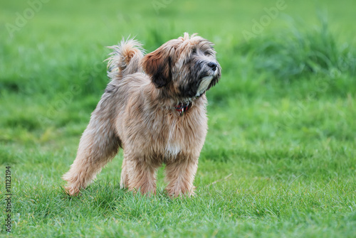 Quadro em tela Tibetan terrier