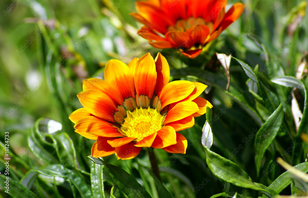 blumen blumen