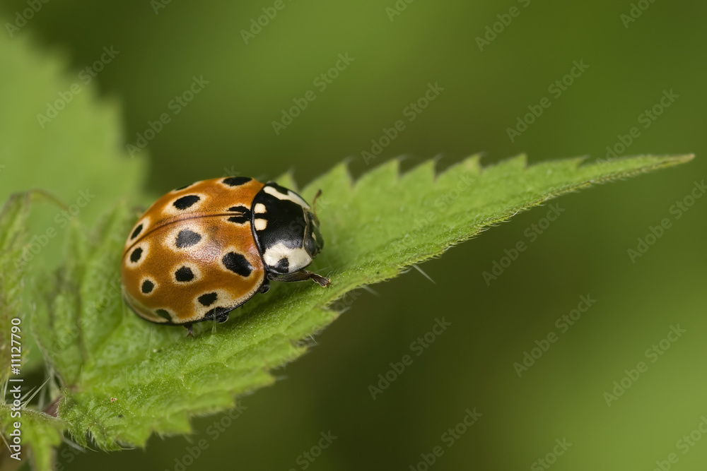 Fototapeta premium Augemarienkäfer