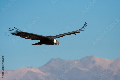 Condor passing by in Colca Canyon