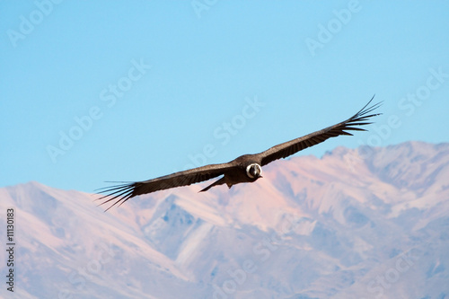 Condor passing by in Colca Canyon