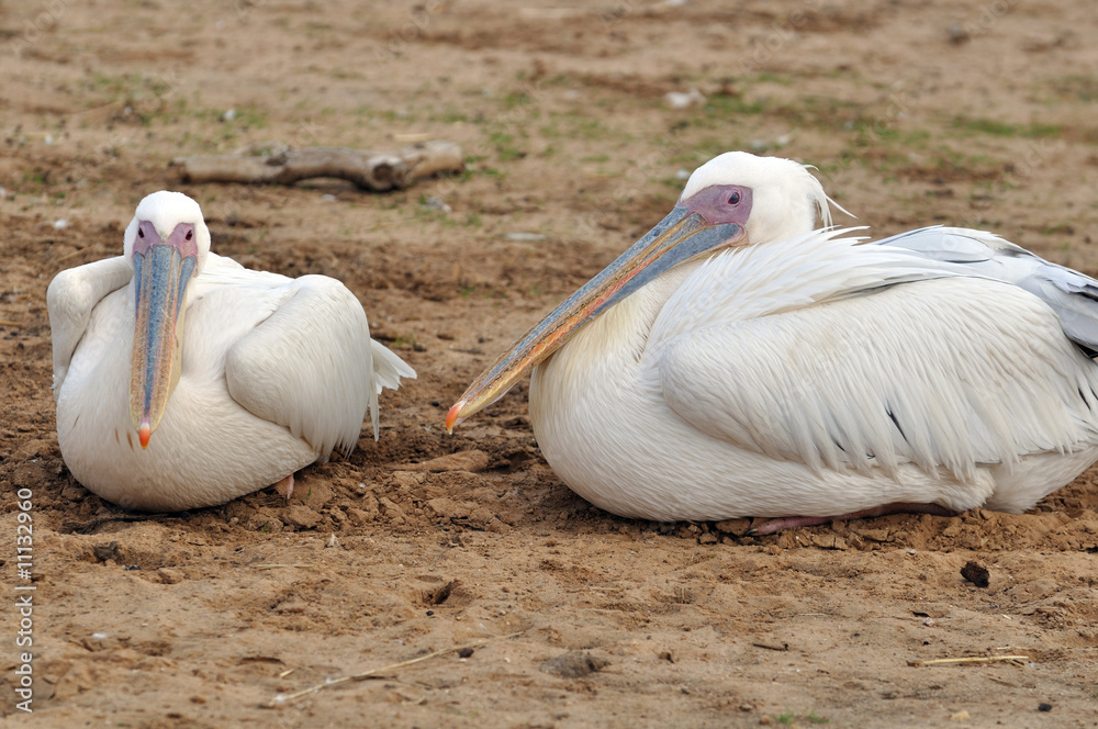 pair of pelicans pair of pelicans