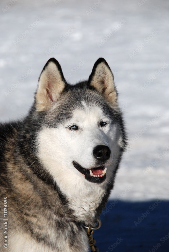 Husky sulla neve