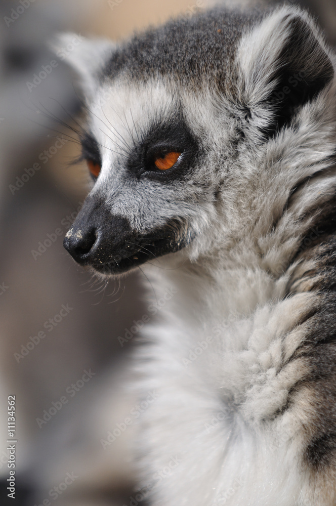 Fototapeta premium portrait of lemur