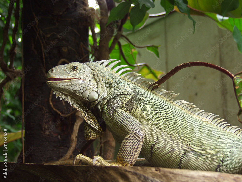 Obraz premium Eidechse im Terrarium