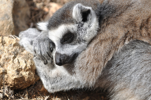 Fototapeta Naklejka Na Ścianę i Meble -  slleping lemur