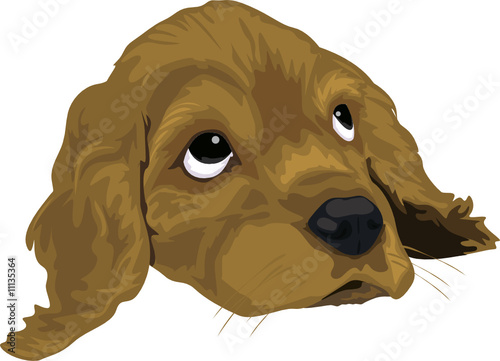 Dog face