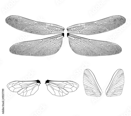 Wings of insects
