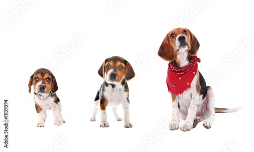 Beagle puppy growth stages