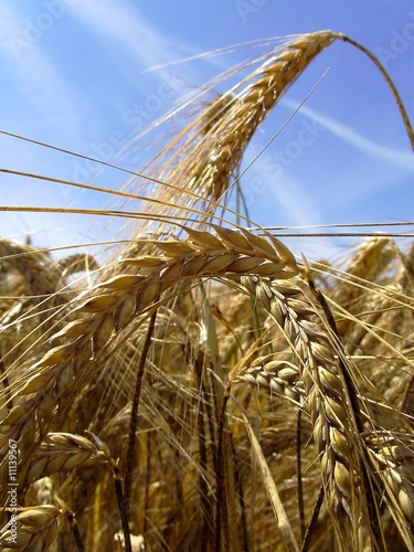 Goldene Ernte II