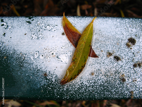 Blatt-Duett photo