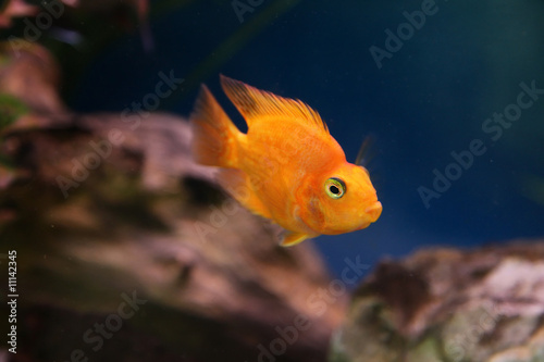 Fototapeta Naklejka Na Ścianę i Meble -  Goldfish