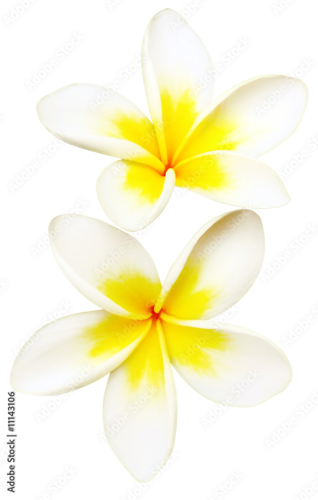 Naklejka premium Frangipani (Plumeria)