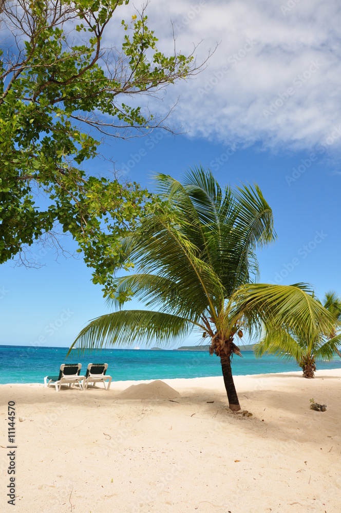 palm island palm island