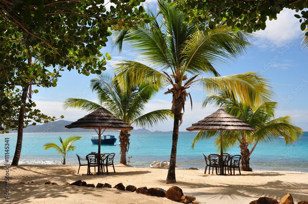 palm island palm island