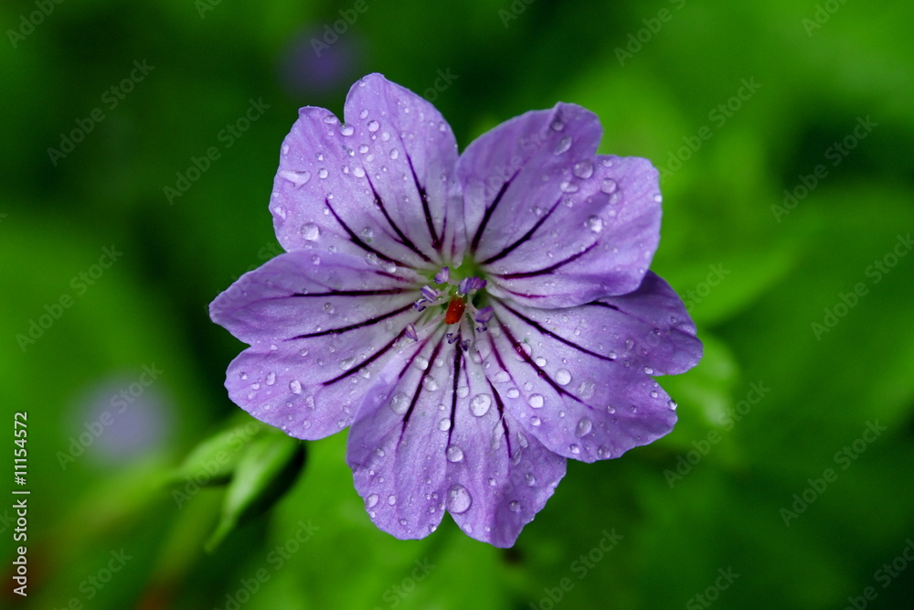 fleur violette fleur violette