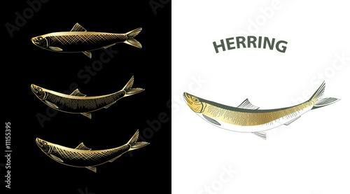 Herring