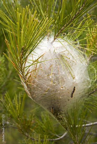 Chrysalis photo