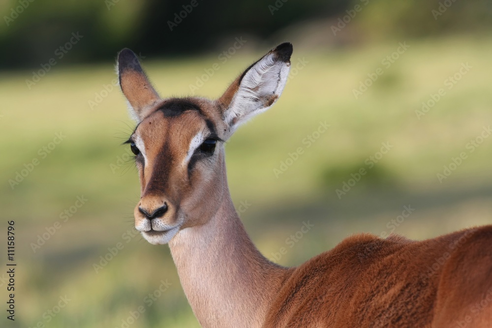Impala Antelope Ewe