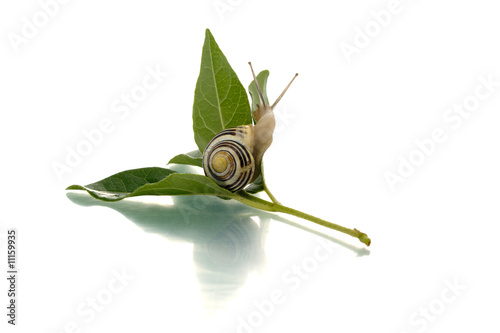 Snail on a green leaf looking backward