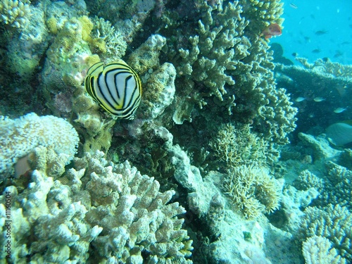 Poisson tropicaux dans les coraux