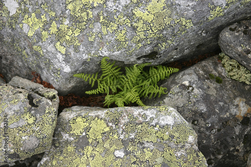 Farn drückt durch die Felsen, Hardangervidda - Norwegen photo