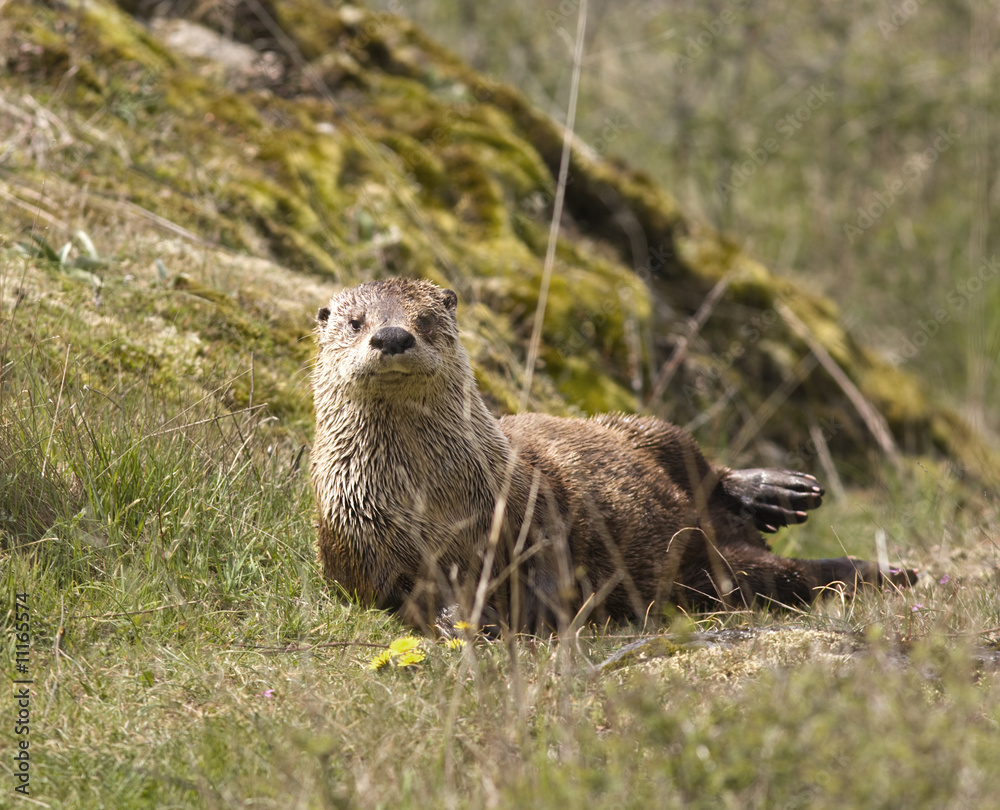 Wild River Otter Wild River Otter