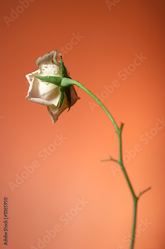 white rose on red