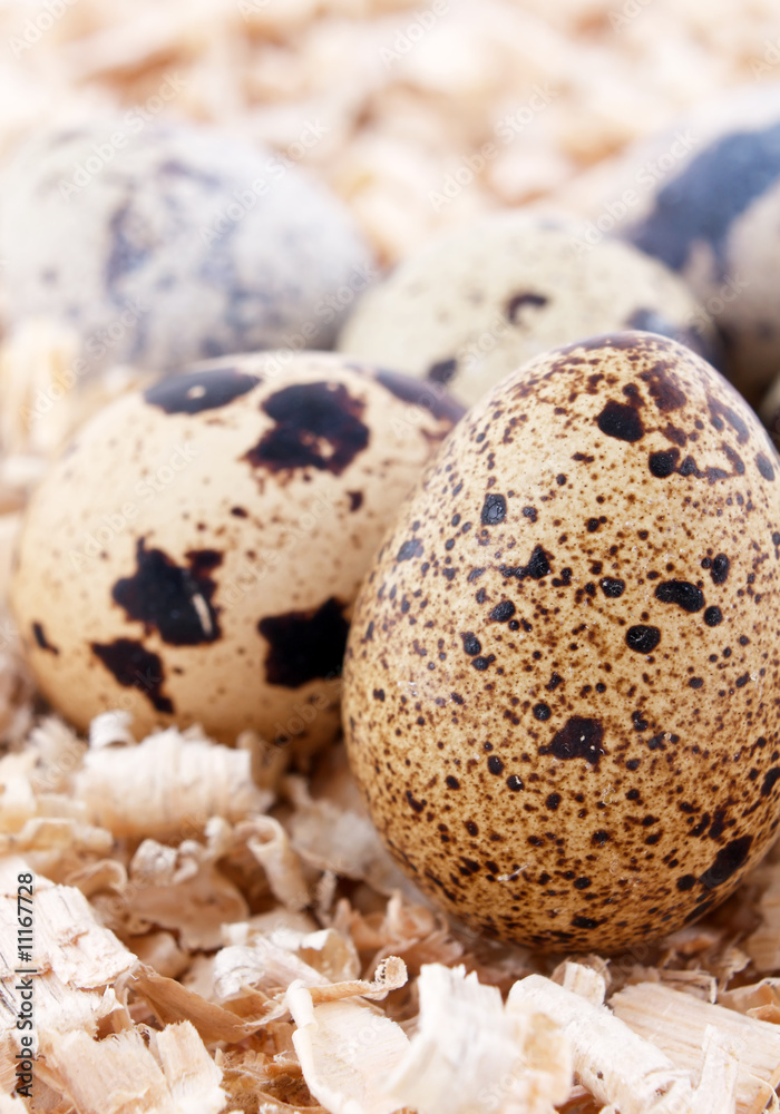 Obraz premium quail eggs