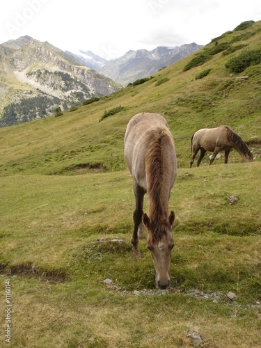 Chevaux près du refuge des Espuguettes (Hautes-Pyrénées) photo