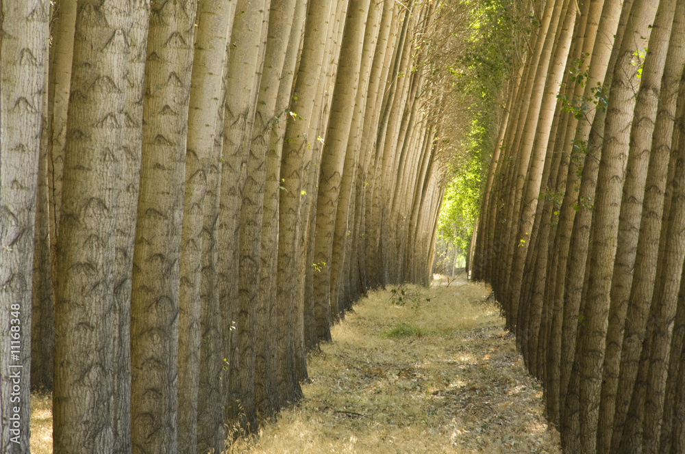 Stand of cultivated poplar trees.