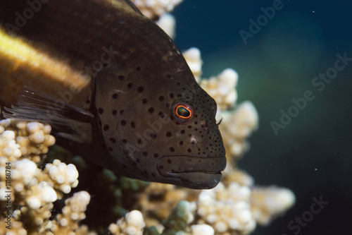 freckled hawkfish