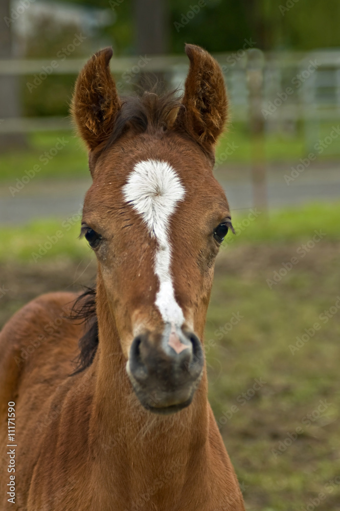 Curious baby chestnut foal with white markings Curious baby chestnut foal with white markings