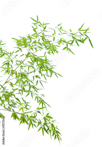Young bamboo leaves on thin twigs isolated on white