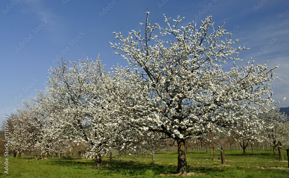 Kirschbaumblüte