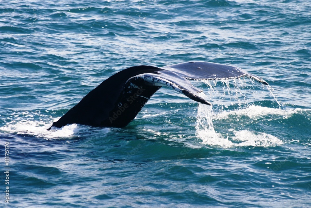Fototapeta premium queue de baleine